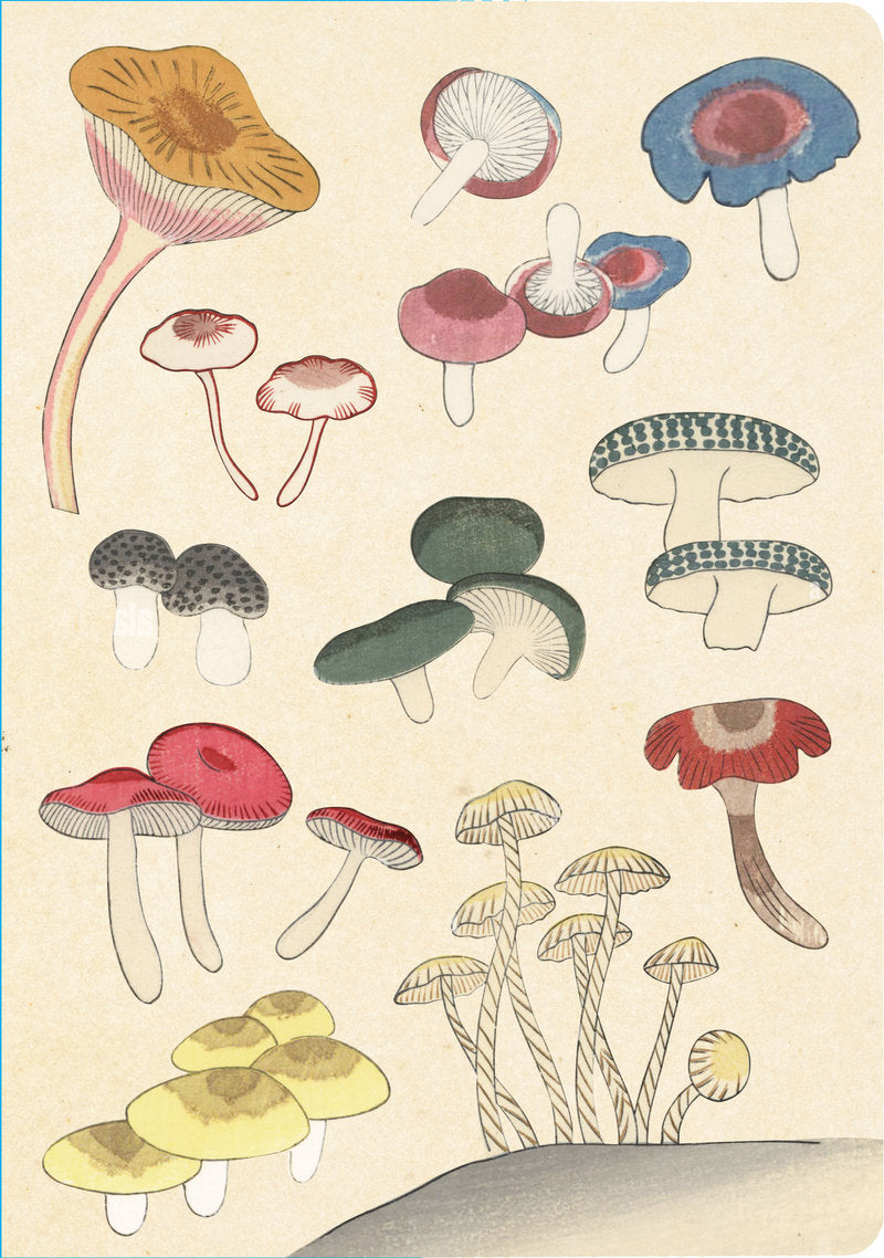 Tuttle - Healing Mushrooms Lined Paperback Journal Blank Notebook with Pocket