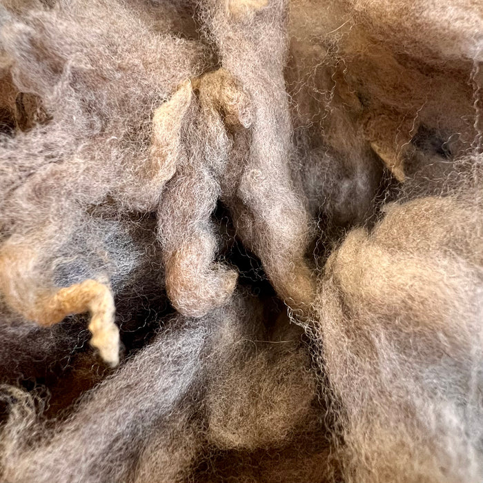 Polwarth (coloured) washed fleece