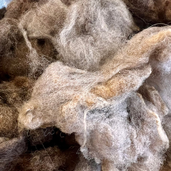 Polwarth (coloured) washed fleece