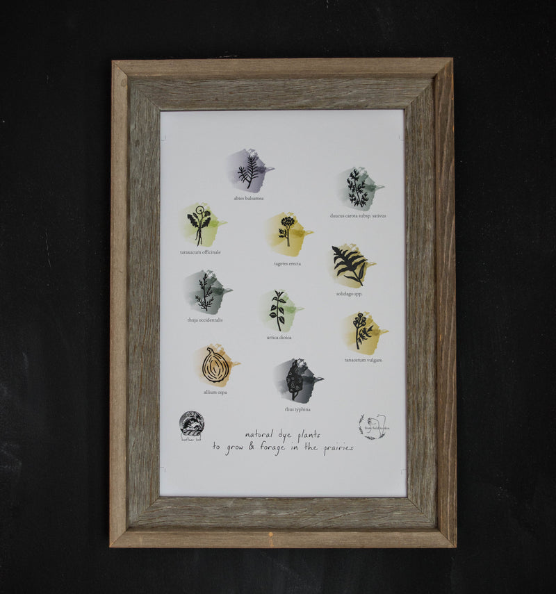Sunflower Knit - Natural Dye Plants Poster