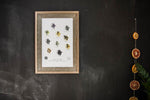 Sunflower Knit - Plantes à teinture naturelle illustrées (affiche)